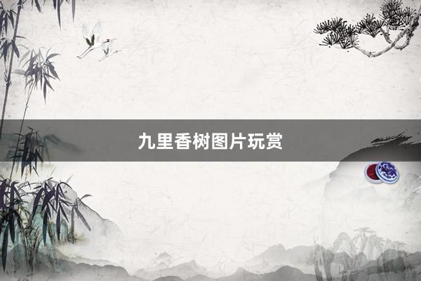 九里香树图片玩赏