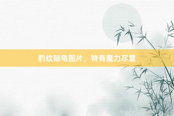 豹纹陆龟图片，特有魔力尽显
